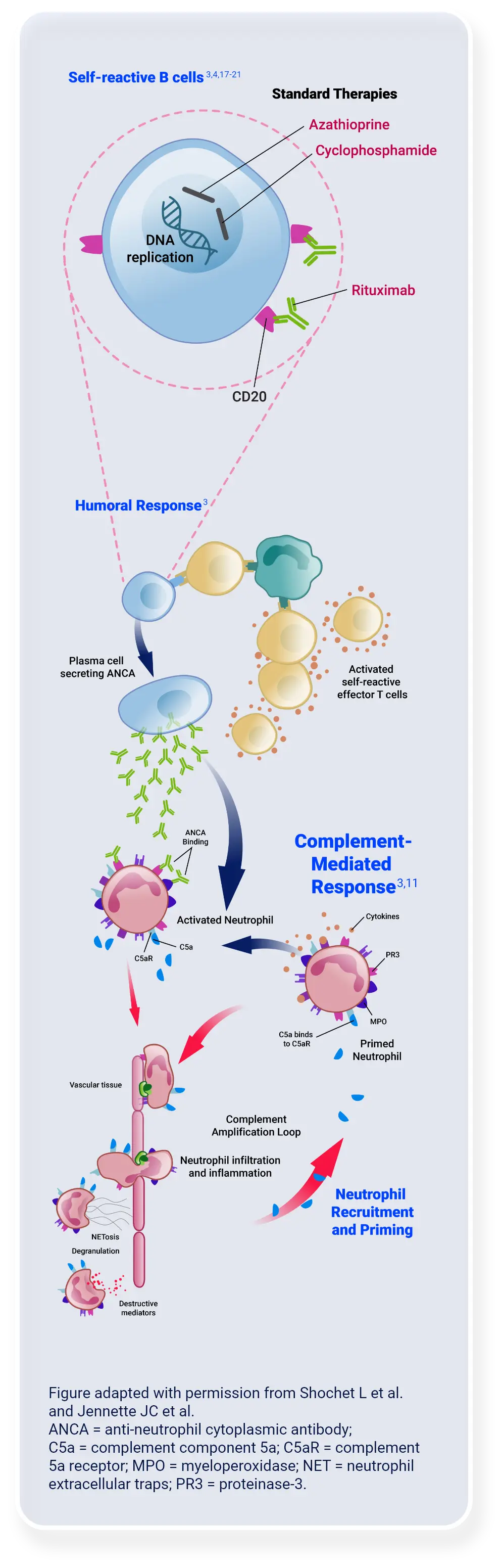 humoral-inflammatory-mobile-webp