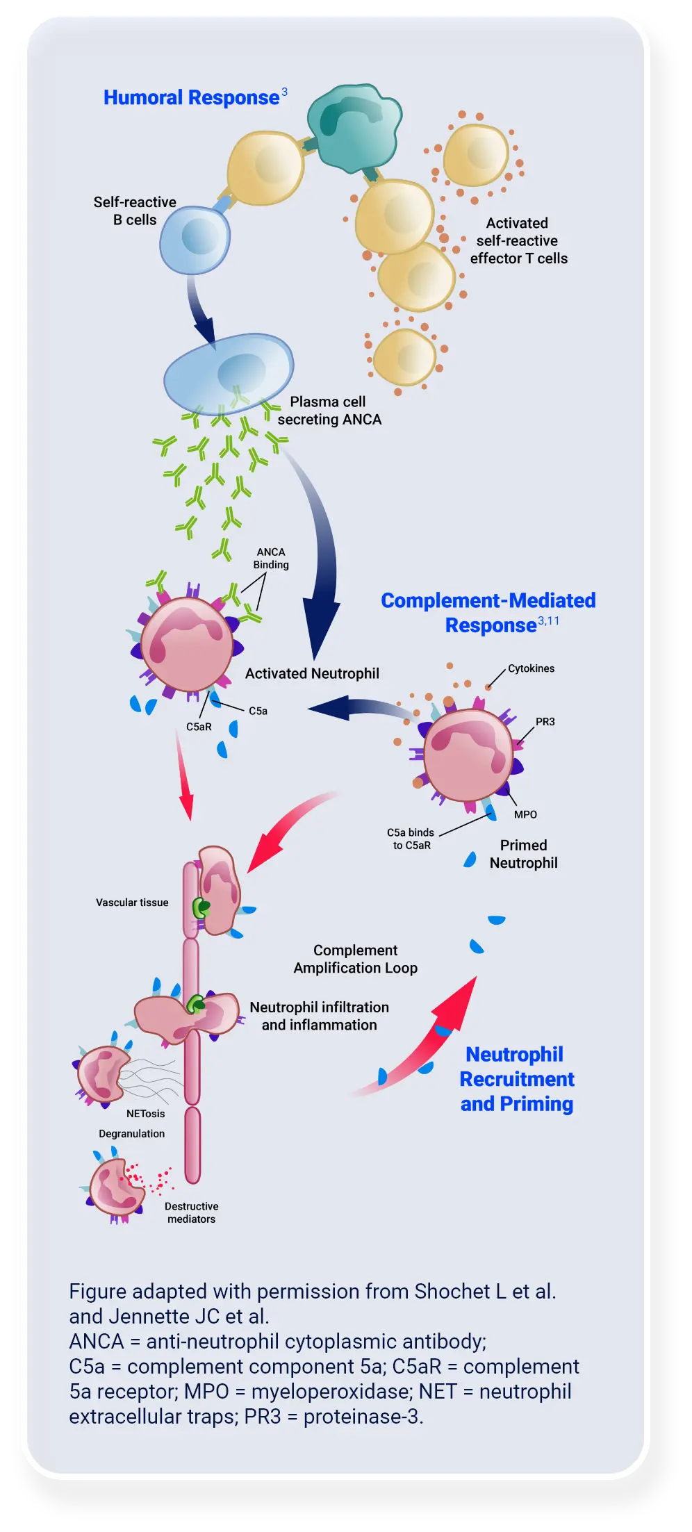 mechanism-disease-mobile-webp